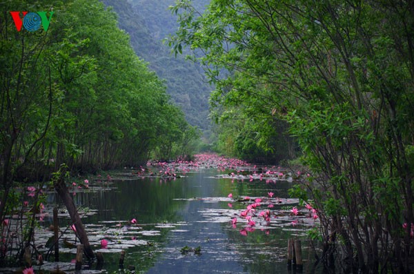 Water Lilies blossoming  - ảnh 4